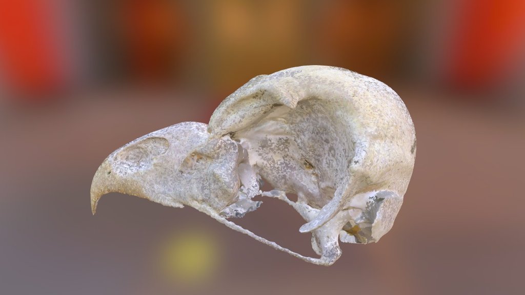 Barred Owl Skull (VCU_3D_1068) — Sketchfab embed 3D viewer