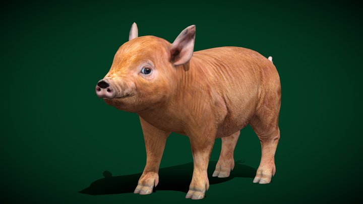 Mini_pig 3D models - Sketchfab
