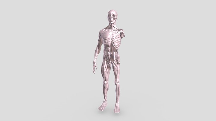 The ecorche of the Pyrosuvious 3D model