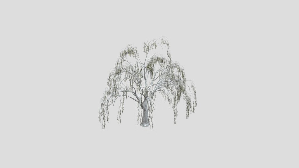 Sj Echo Of Branches