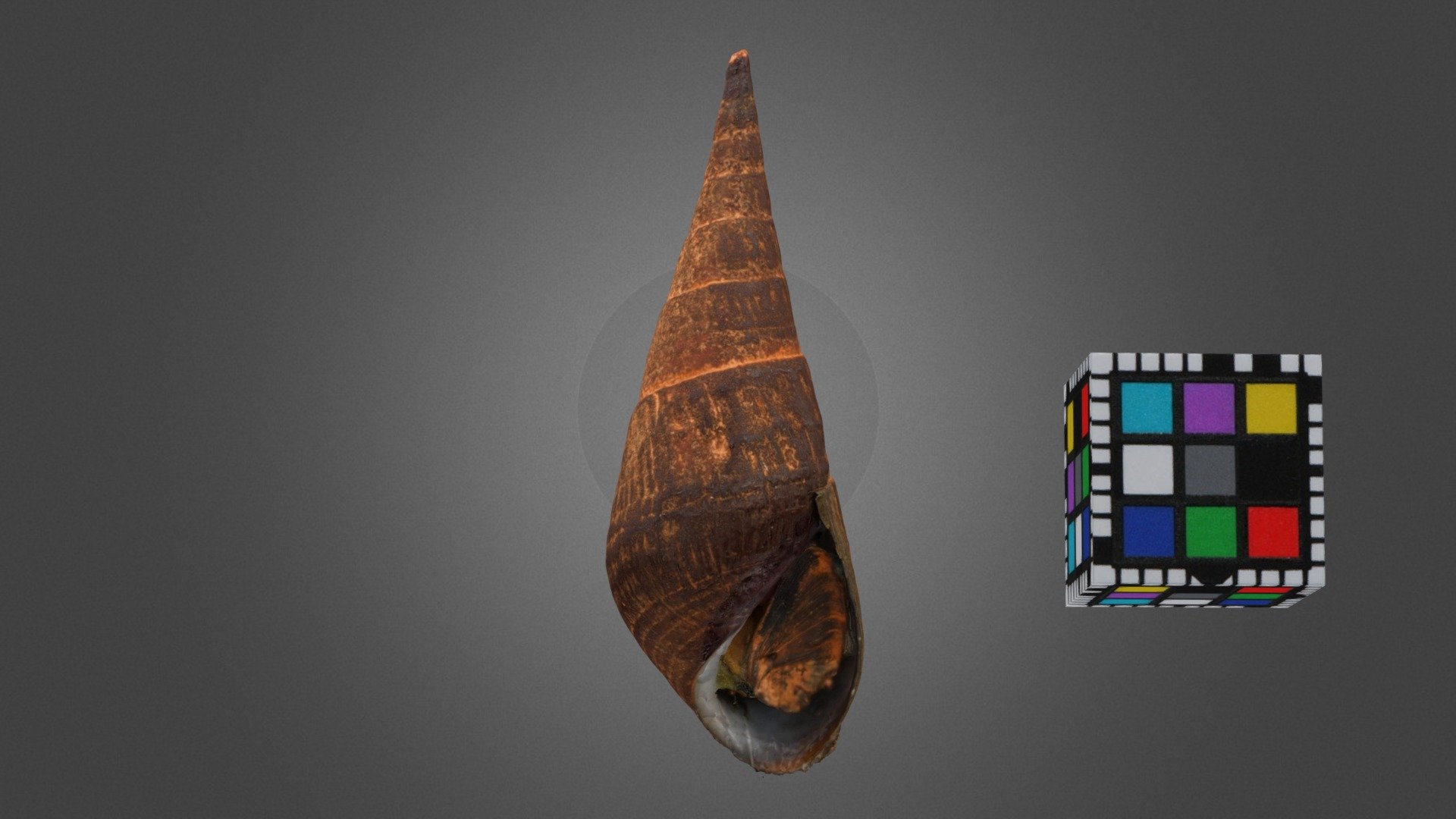 タケノコカワニナ Freshwater Snail, S. rufescens