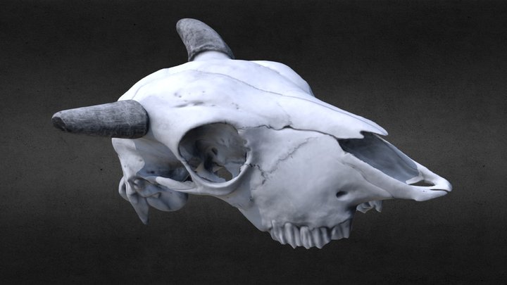 Baby Bison Cranium 3D Model