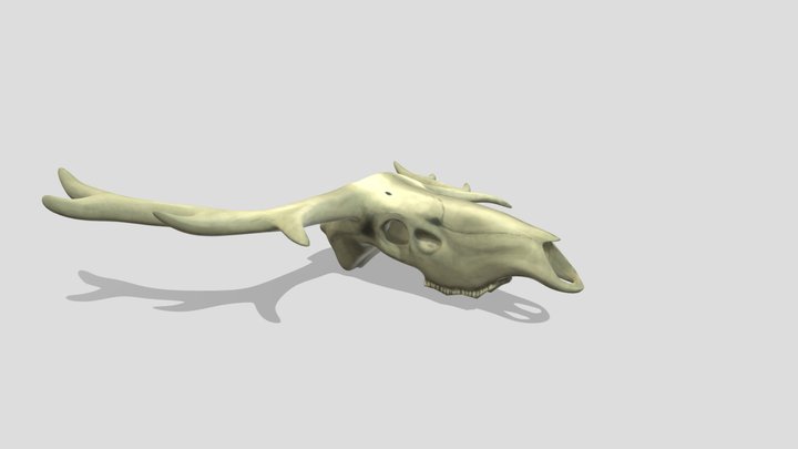 Moose skull 3D Model