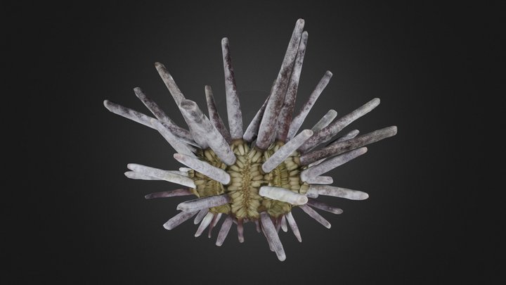 Echinoid: Eucidaris tribuloides (PRI 13410)