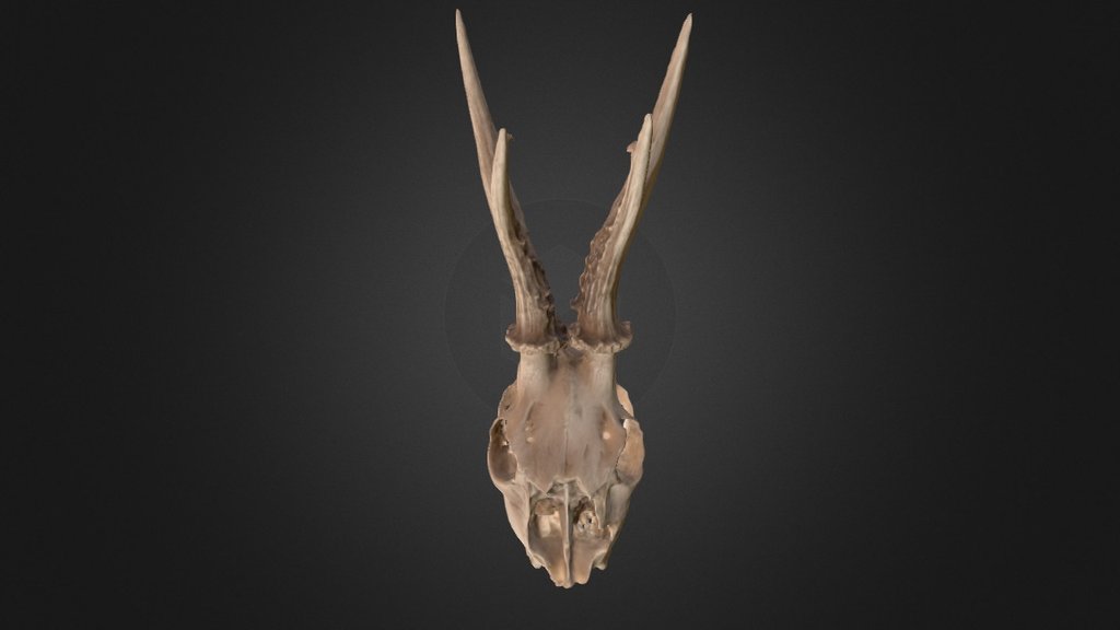 Roe deer skull
