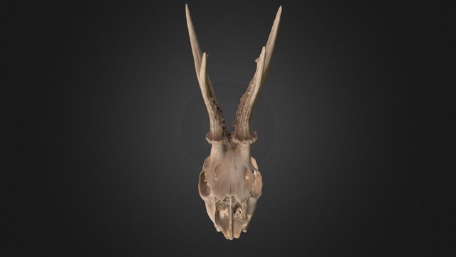 Roe deer skull 3D Model