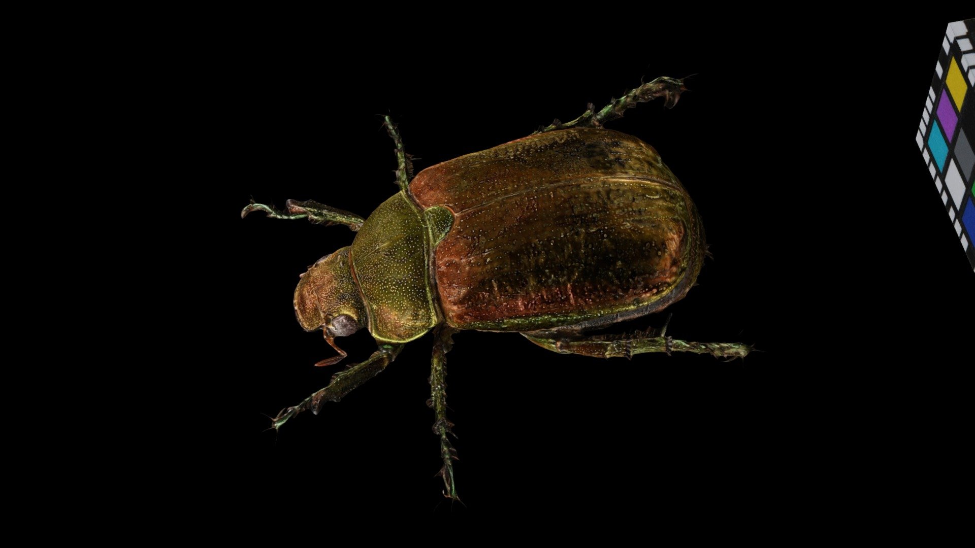 コガネムシ Japanese Fruit Beetle, Mimela splendens - Download Free 3D model ...