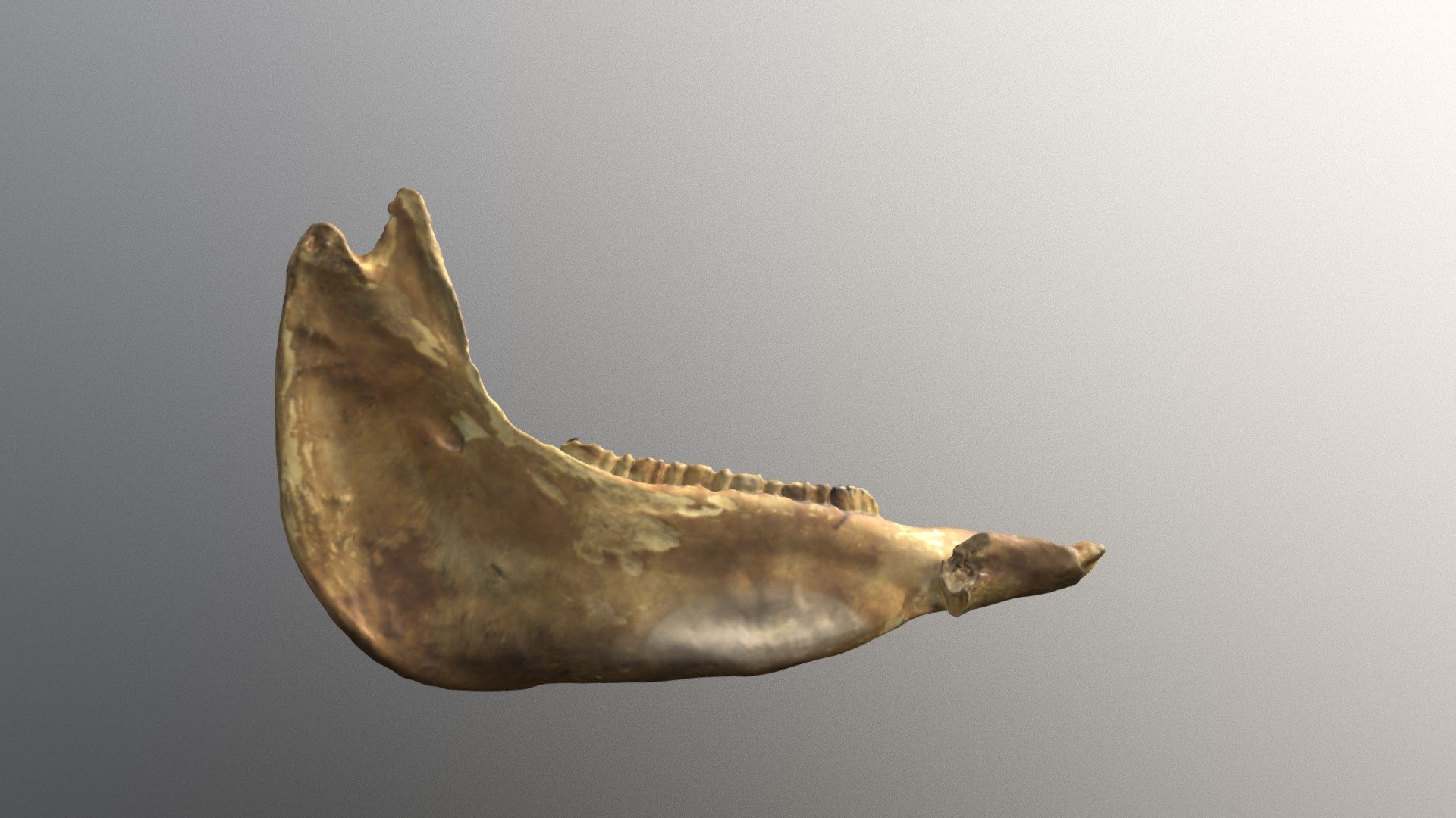 USNM V 8426 Equus Lambei Mandible (VCU_3D_3323)