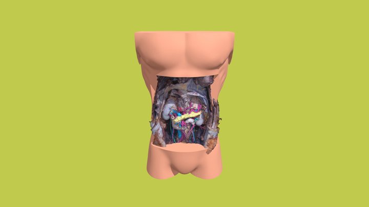 retroperitoneum_2 3D Model