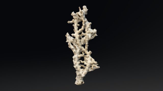 Oculina sp. skeleton 3D Model