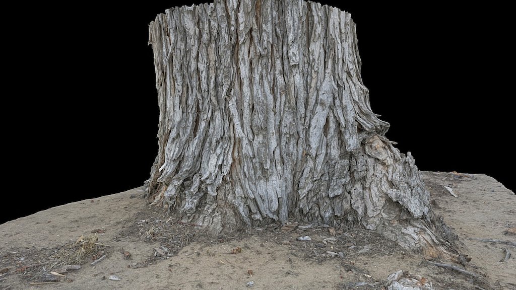 Tree Trunk - Reality Capture Test
