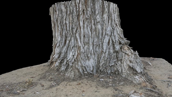 Tree Trunk - Reality Capture Test 3D Model