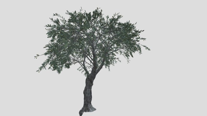 GTV_olea_europaea_olive_tree_deco_B 3D Model