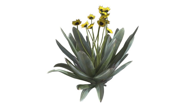 Frailejon Plant with Flowers #03 3D Model