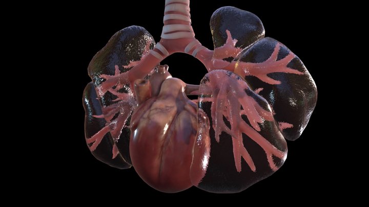 Fetus heart and lungs week sixteen (16) 3D Model