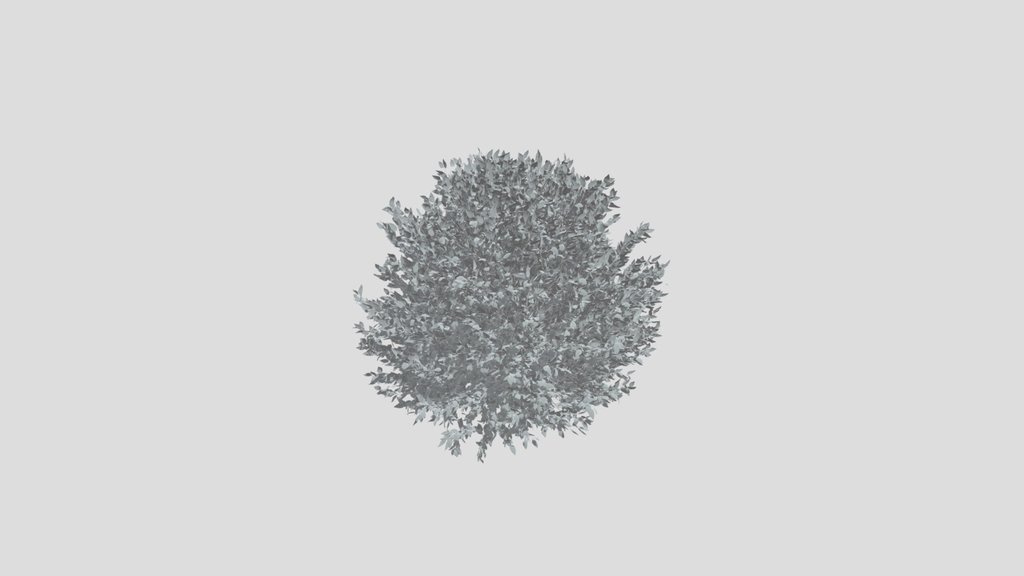 Shurb Buxtussempervirens Boxwood