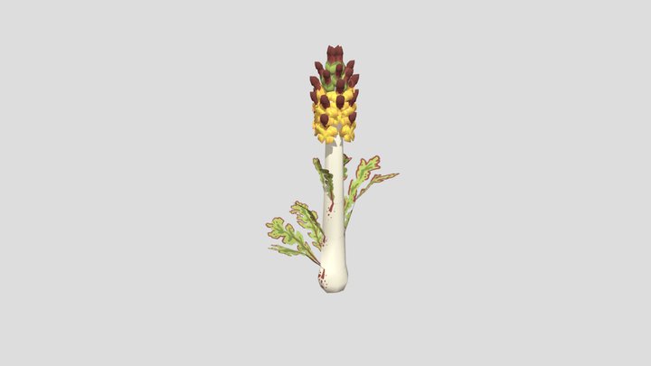flammea 3D Model