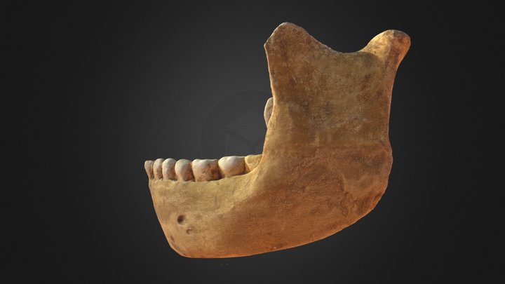 Homo neanderthalensis 3D Model