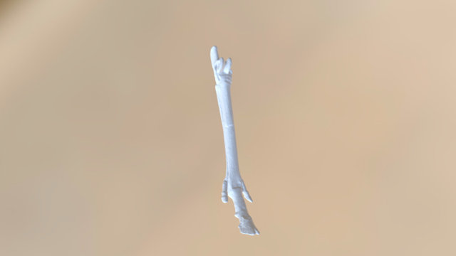 Hypohippus Left Fore Bone 3D Model
