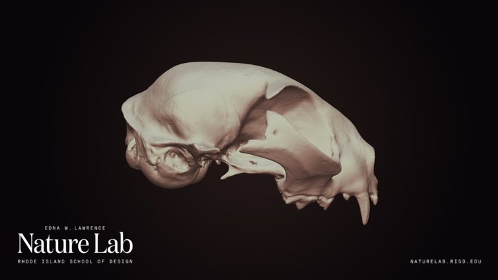 Domestic Cat Skull – Kostenloses 3D-Modell STL