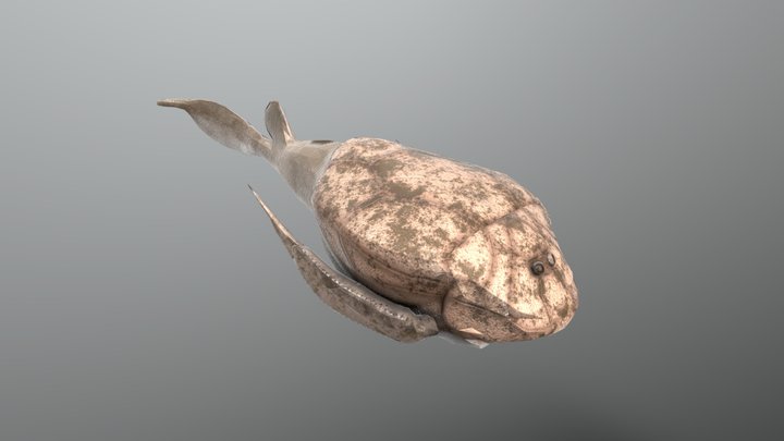 Bothriolepis canadensis 3D Model