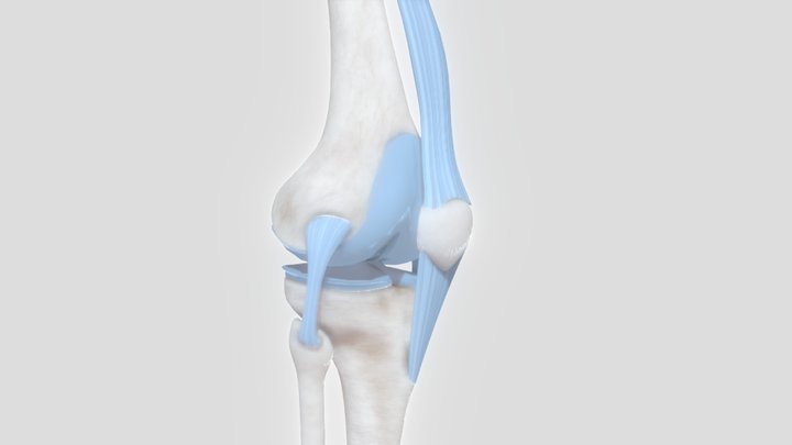 Knee_C 3D Model