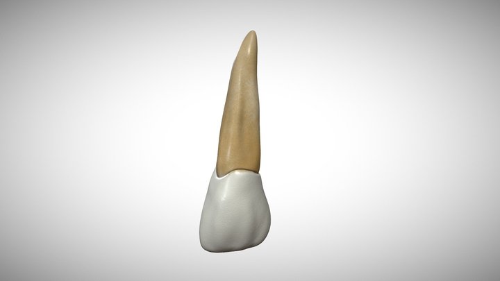 Maxillary lateral incisor 3D Model