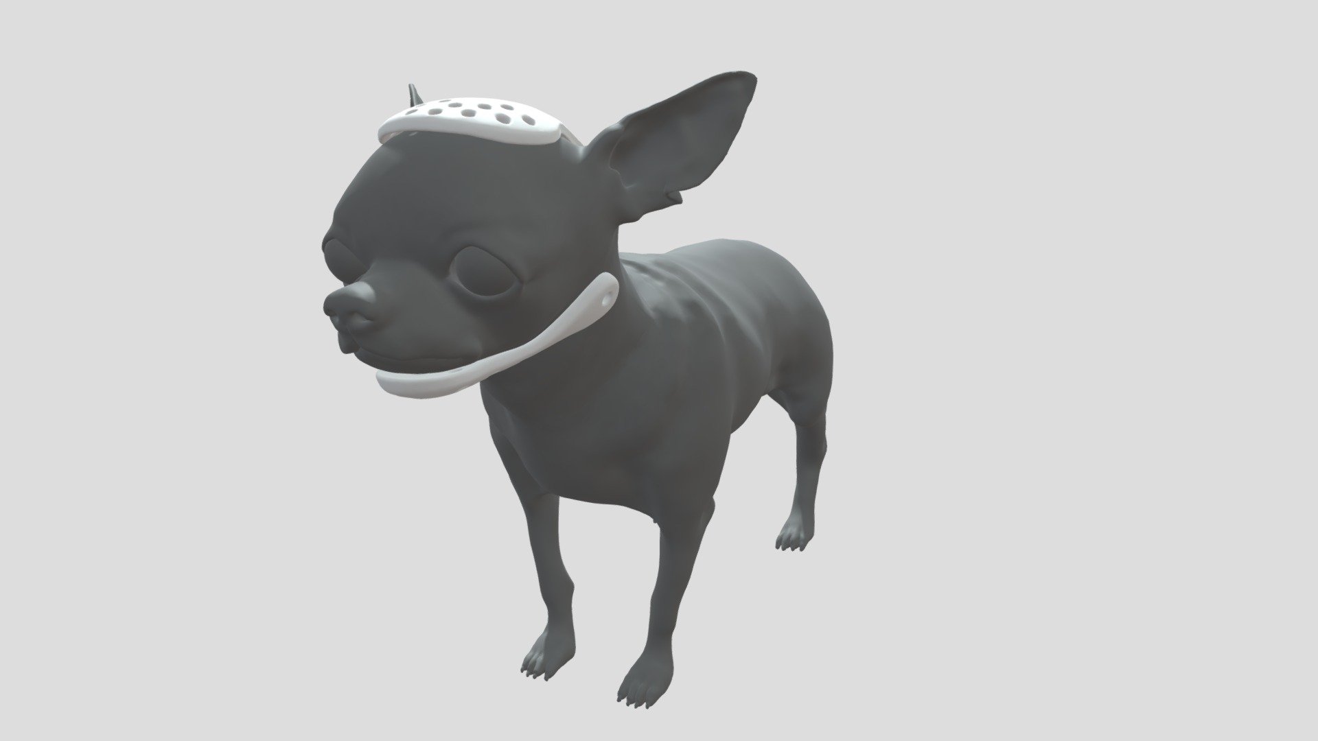 Chihuahua Jaw and Head Prosthetic