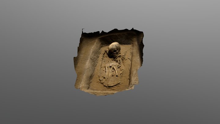 Skeleton 3D Model