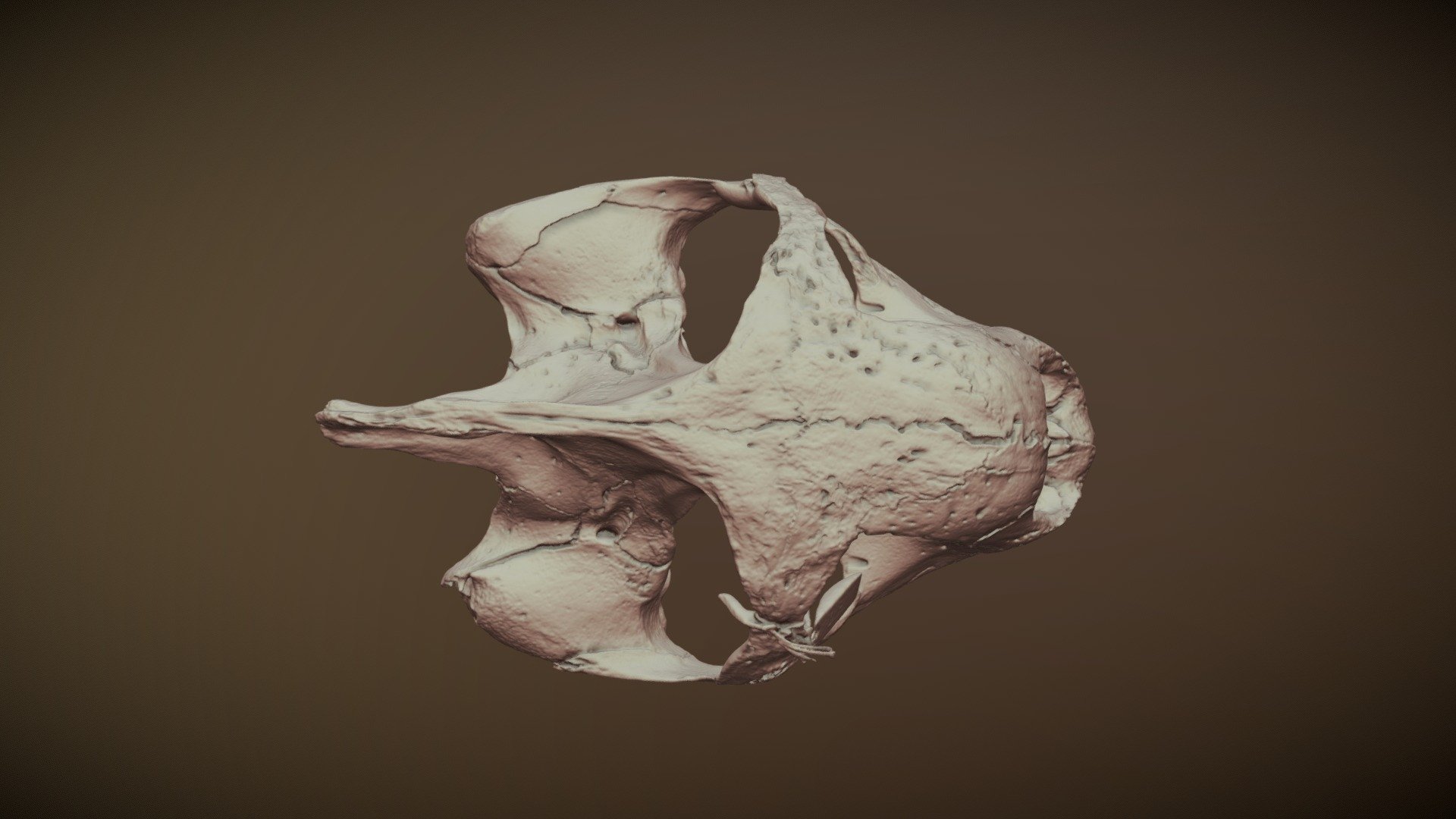 Geochelone nigra UF19507