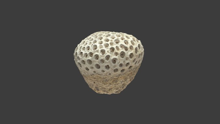Astraea (Orbicella) curta – Modello 3D gratuito STL