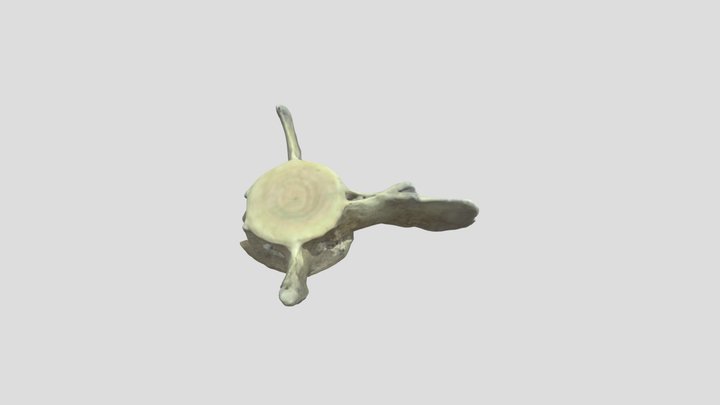3D scanned dolphin vertebra