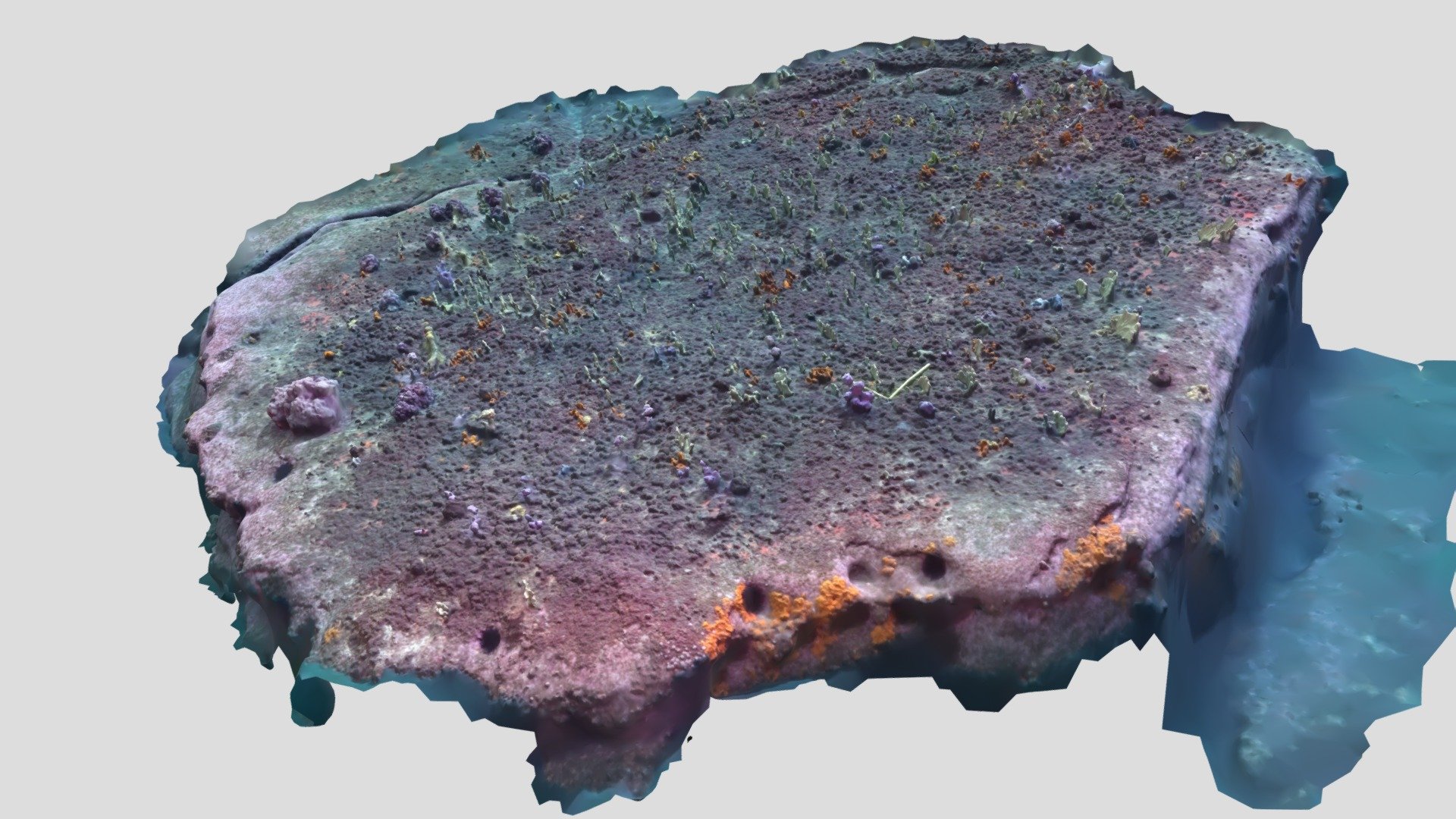 Dendronephthya Australis (soft Coral) Platform - 3D Model By ...