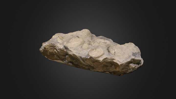 Stromatolite (PRI 50270) – Free 3D Model STL