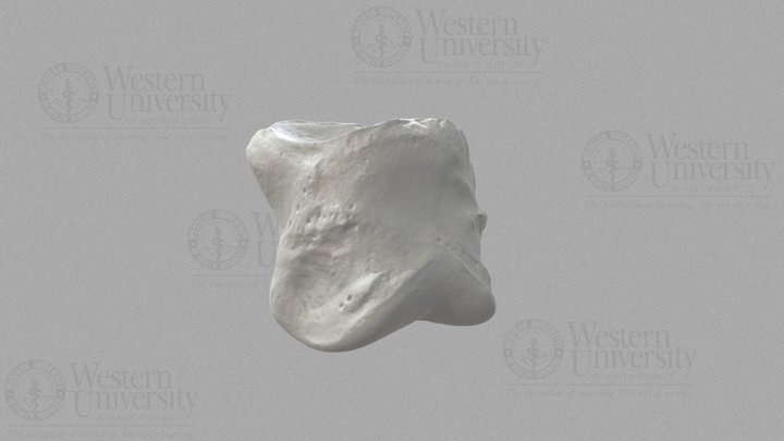 300002 Horse hoof - 2nd phalanx 3D Model