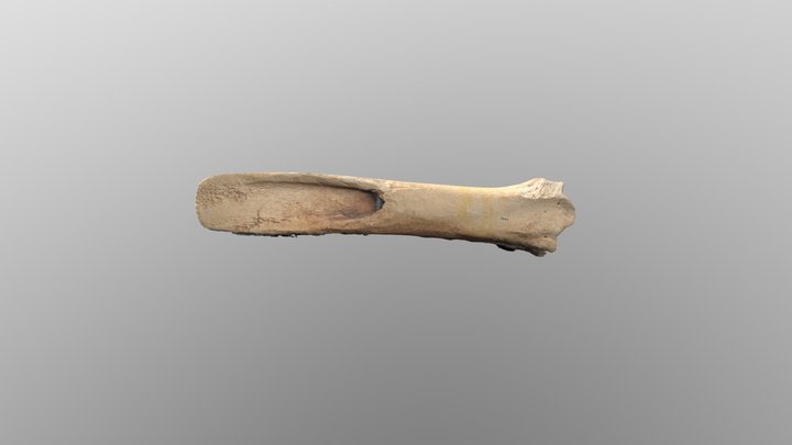Bison Bone Flesher 3D Model