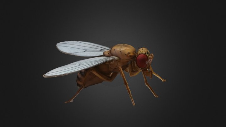 Fruit Fly Drosophila 3D Model