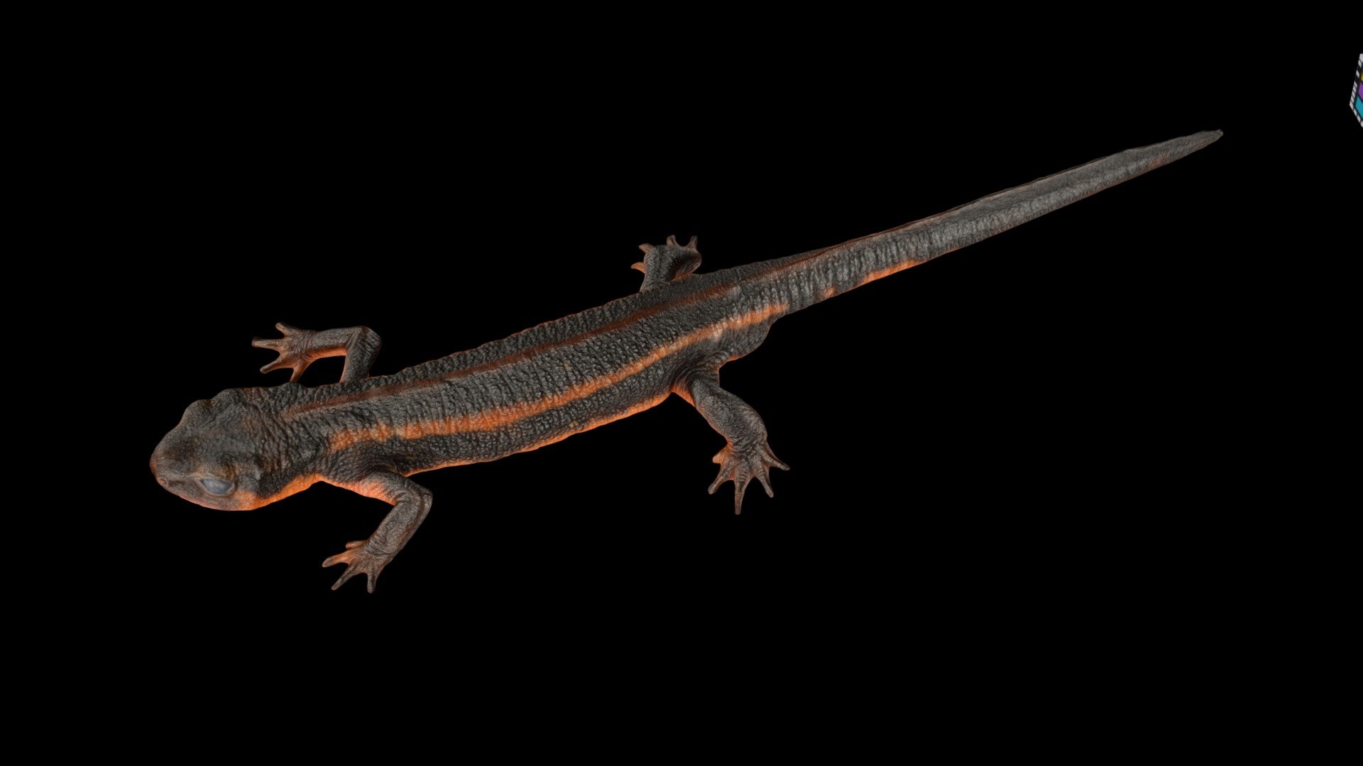 オキナワシリケンイモリ ♂ Okinawa Sword-tailed Newt