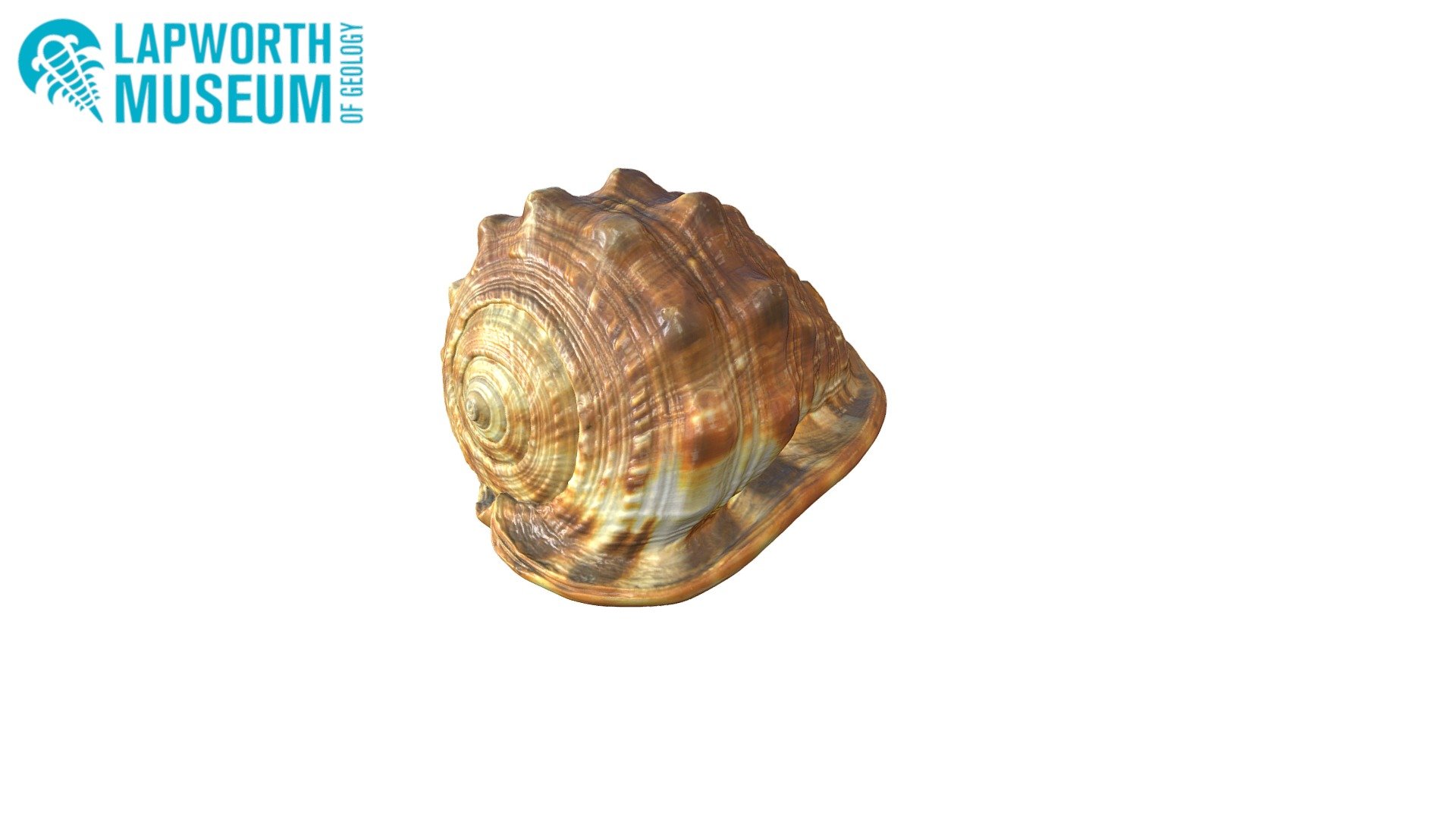 BIRUG 19266 - Helmet Shell Gastropod