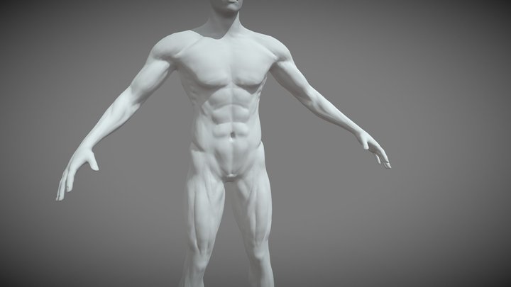 Anatomy study 3D Model
