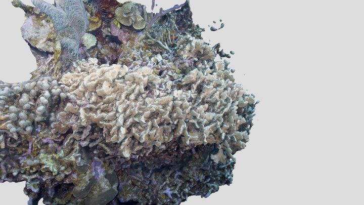 Thin Leaf Lettuce Coral / Agaricia tenufolia 3D Model