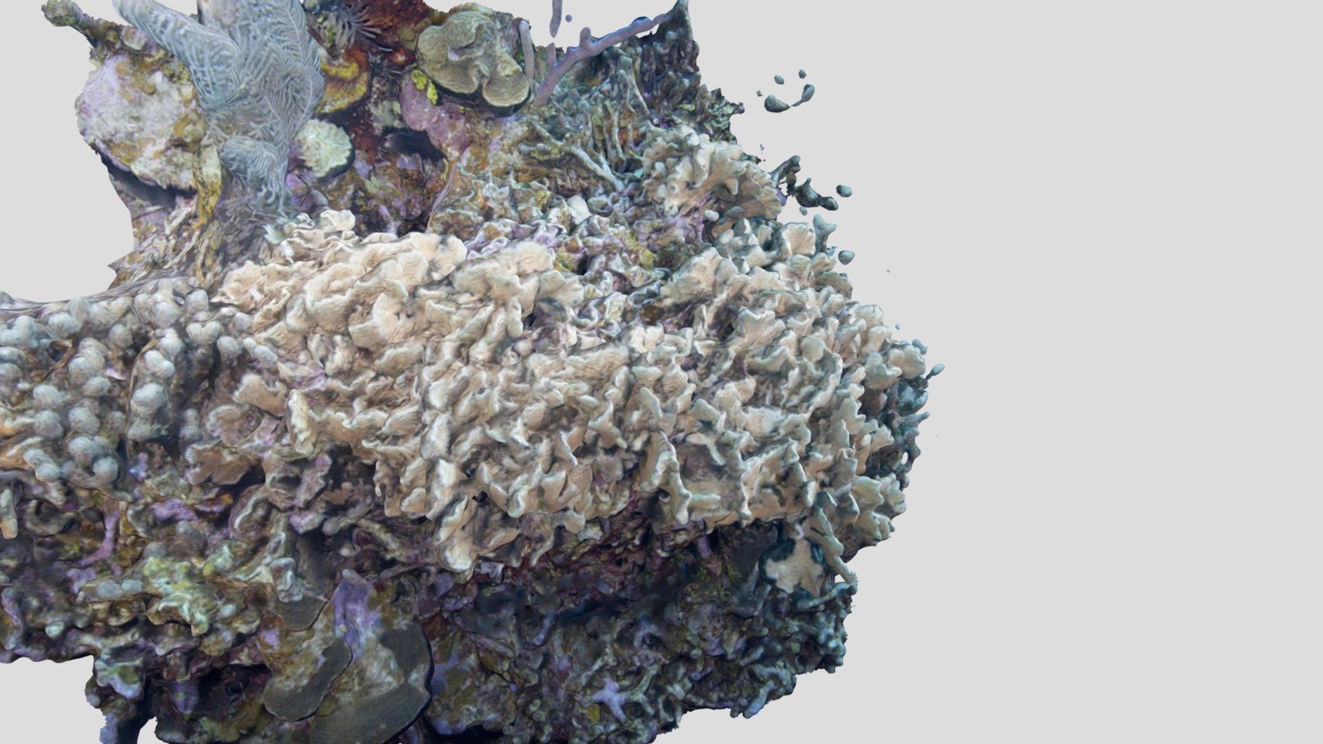 Thin Leaf Lettuce Coral / Agaricia tenufolia