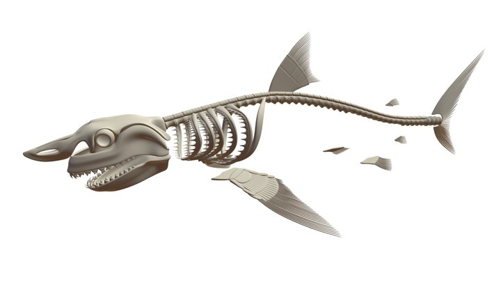 Great-white-shark 3D models - Sketchfab