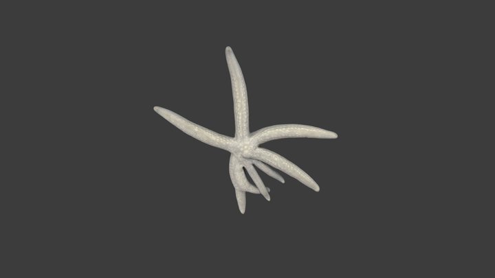 Linckia Laevigata