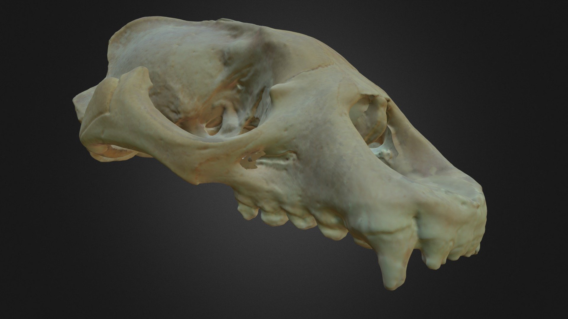 Monachus monachus, skull - 3D model by Museu de Ciències Naturals de ...