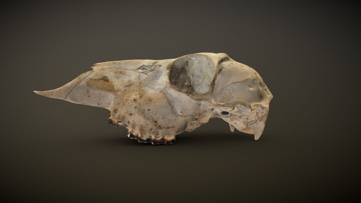 European Doe Skull - Capreolus capreolus 3D Model