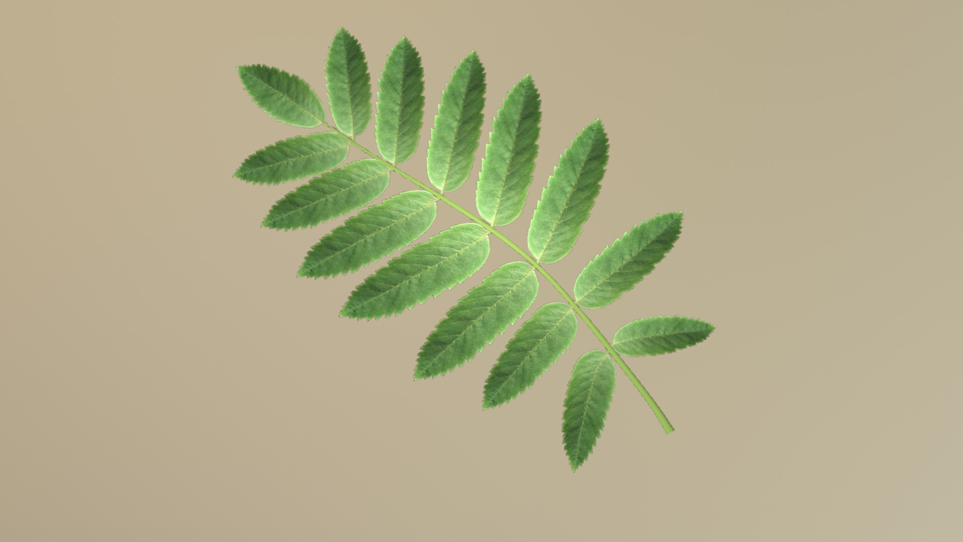 3D model Eberesche Blatt Low-Poly - This is a 3D model of the Eberesche Blatt Low-Poly. The 3D model is about a plant with leaves.