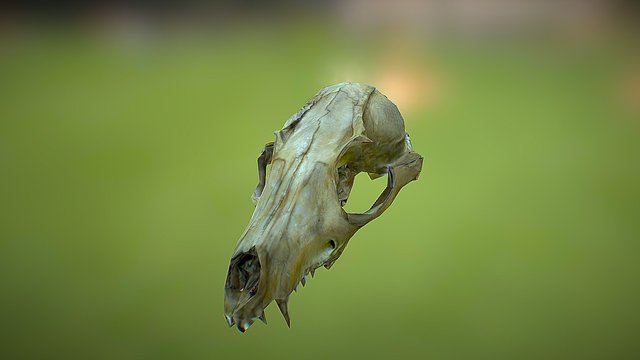 Fox Skull 3D Model