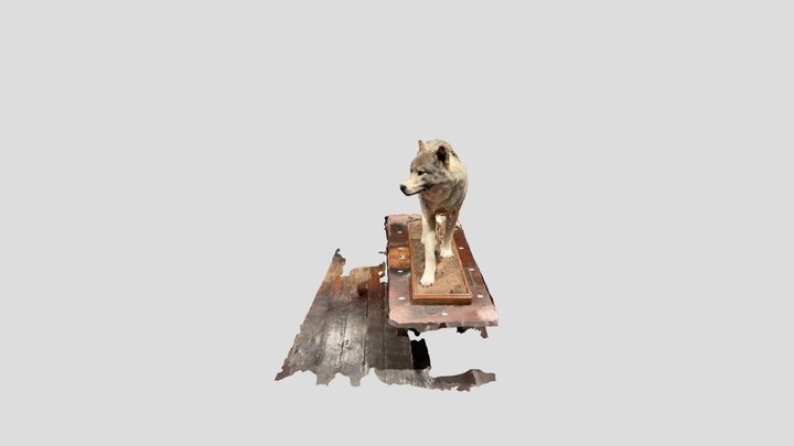 Wolf NMI 3D Model