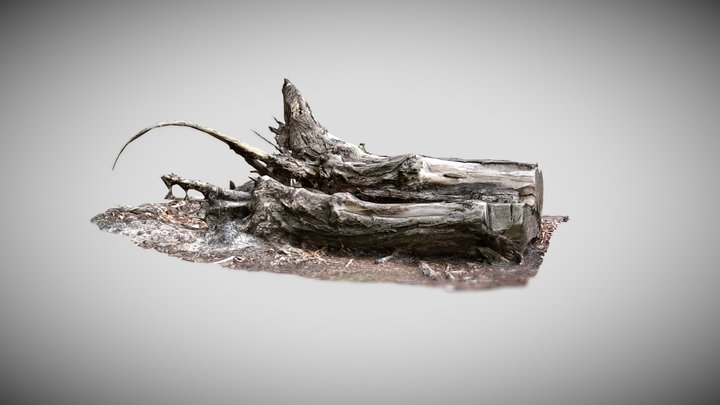 BigRoot 3D Model